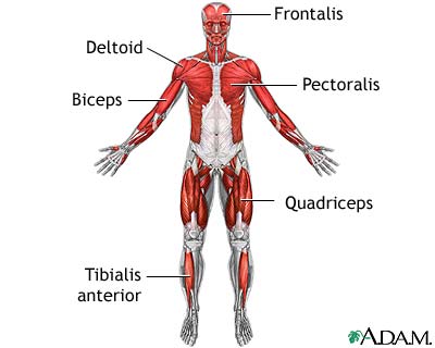Muscles.jpg